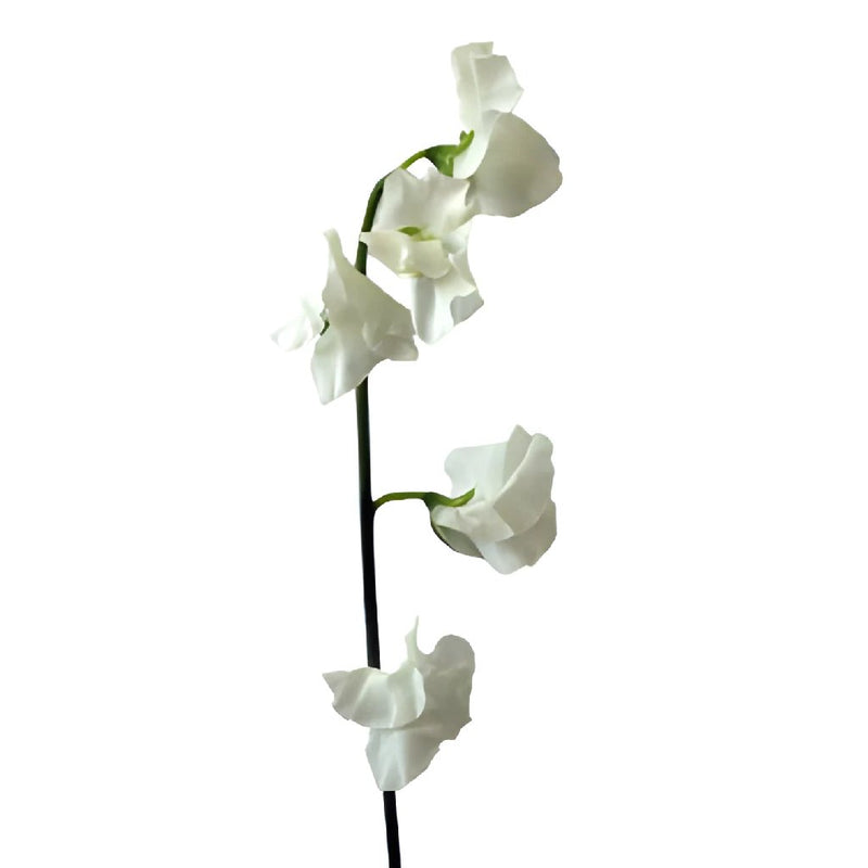 White Designer Japanese Sweet Peas