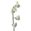 White Designer Japanese Sweet Peas