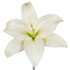Glimmer White Asiatic Lily