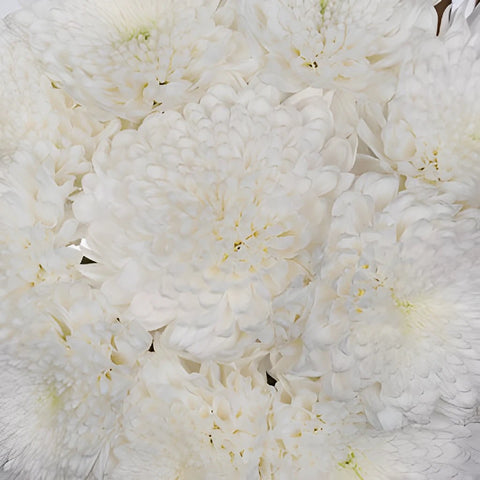 White Dahlia Styled Flowers for Weddings