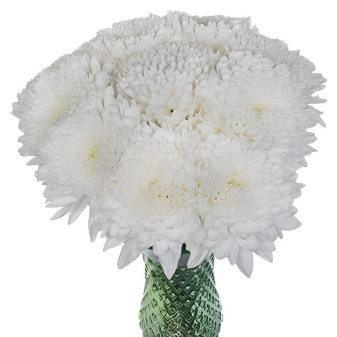 White Cremon Chita Flower