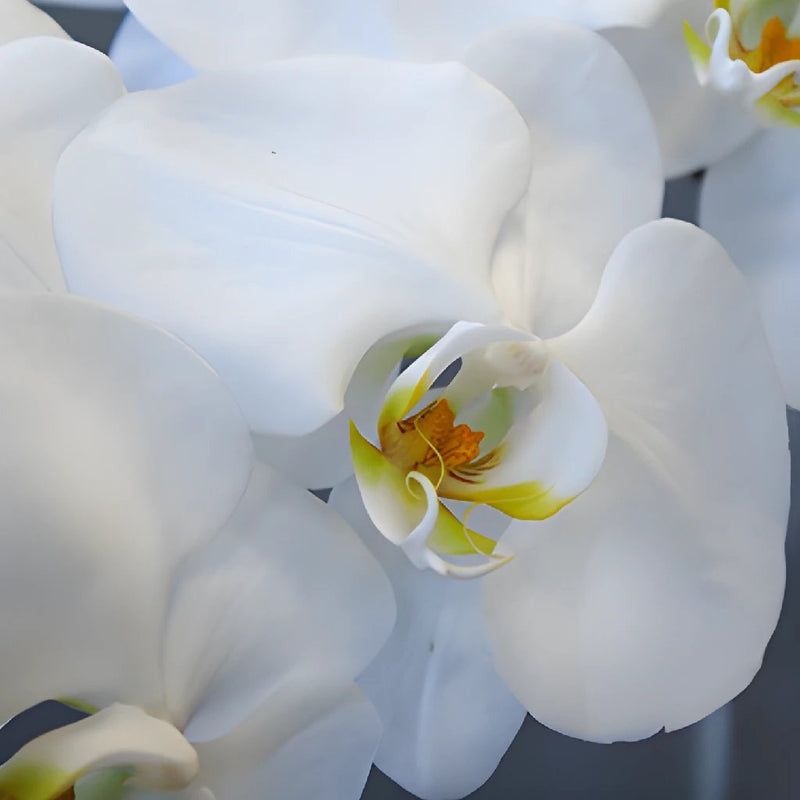 White Phalaenopsis Orchid Bloom close up
