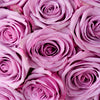 Cool Water Lavender Rose
