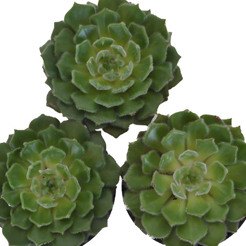 Fuzzy Succulent Flower