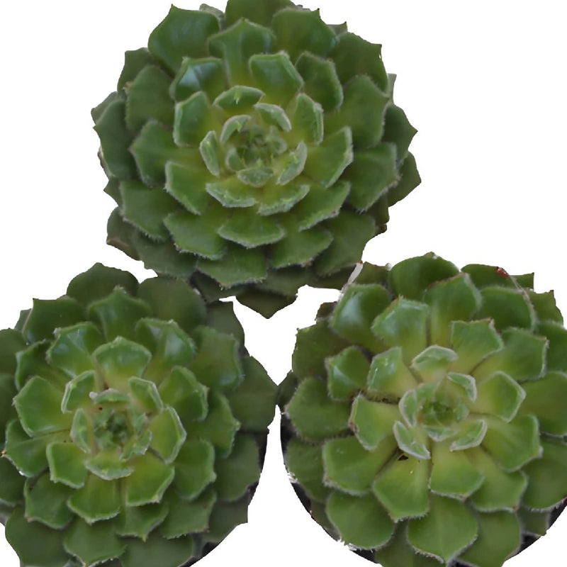 Fuzzy Succulent Flower