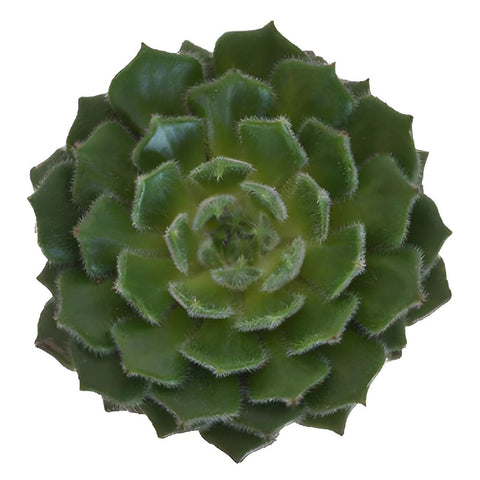 Fuzzy Succulent Flower