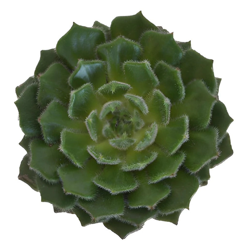 Fuzzy Succulent Flower