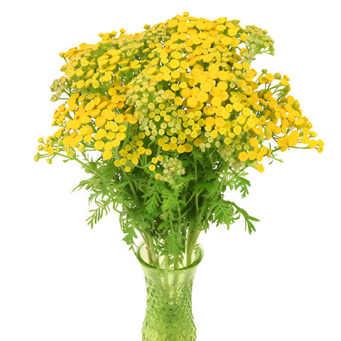 Yarrow Tansy Filler Flower