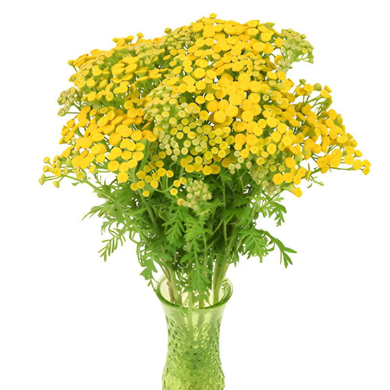 Yarrow Tansy Filler Flower