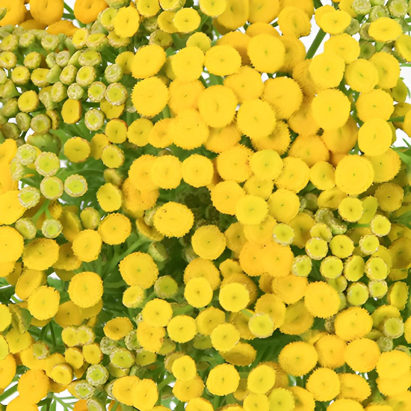 Yarrow Tansy Filler Flower