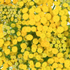 Yarrow Tansy Filler Flower