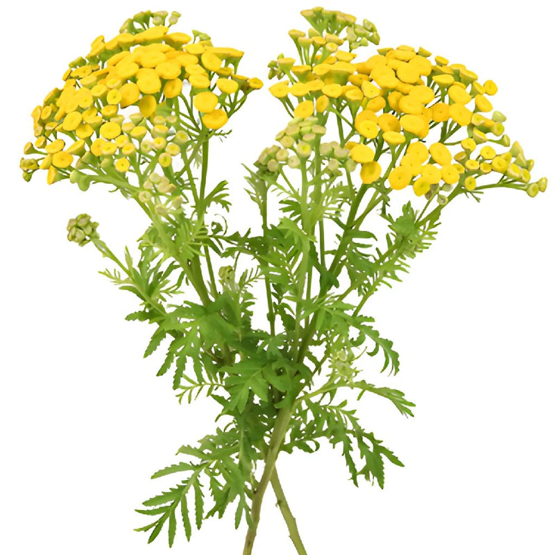 Yarrow Tansy Filler Flower