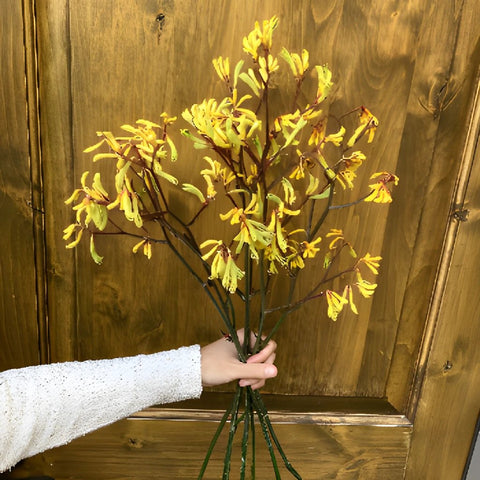 Kangaroo Paw Yellow Flower