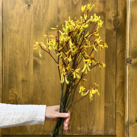 Kangaroo Paw Yellow Flower