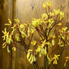 Kangaroo Paw Yellow Flower