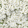 Ivory White Cottage Yarrow Flowers