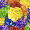 Airbrushed Rainbow Assorted Hydrangeas