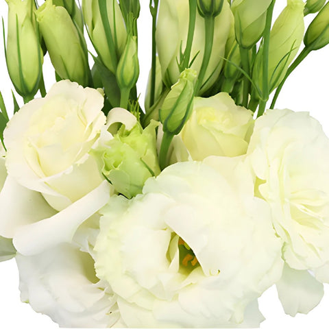 Alissa White Lisianthus Wholesale Flower Upclose