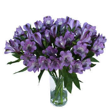 Passion Purple alstroemeria Wholesale Flower In a vase