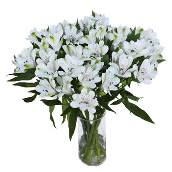 White Fresh alstroemeria Wholesale Flower In a vase
