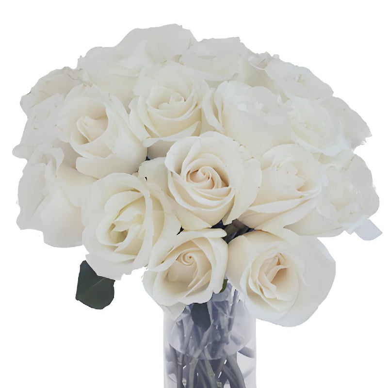 Amelia Creamy White Rose