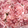 White and Purple Carnation Flowers