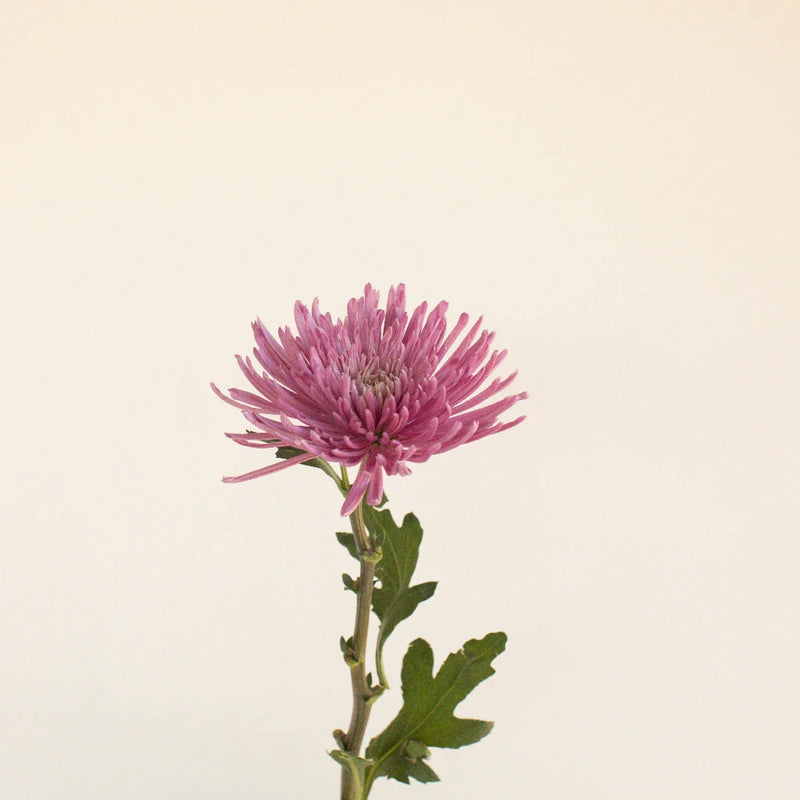 Anastasia Spider Millennial Pink Flowers Stem - Image