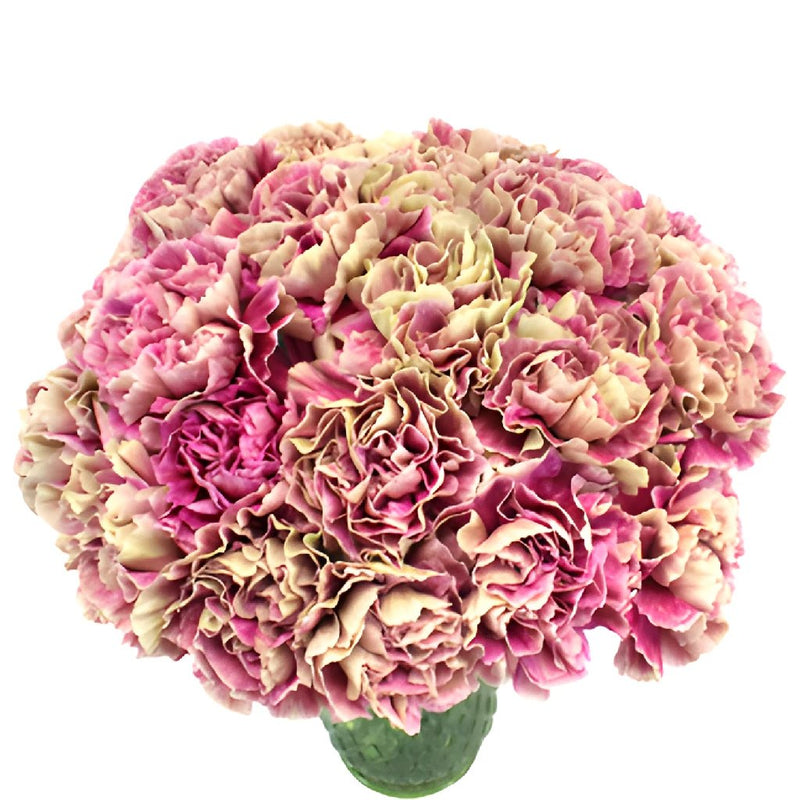 Antigua Cream and Berry Pink Carnation Flowers In a vase