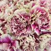 Vintage Pink and Cream Carnation Flowers