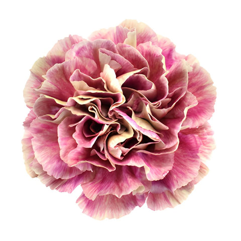 Antigua Cream and Berry Pink Carnation Flower Flatlay