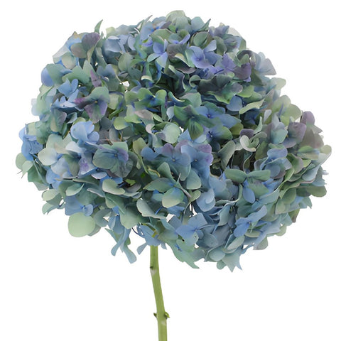 Antique Blue Jumbo Hydrangea Wholesale Flower Up Close