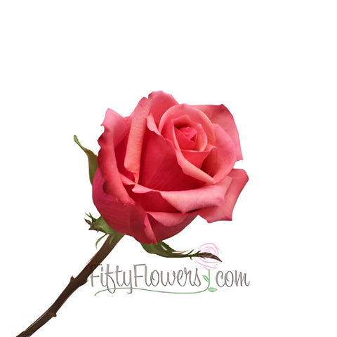 Antique Pink Murano Rose Side Stem View