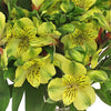 Apple Yellow Peruvian Lilies Flowers