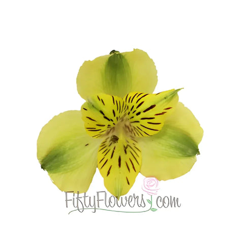 Apple Yellow Peruvian Lilies Flowers Apron - Image