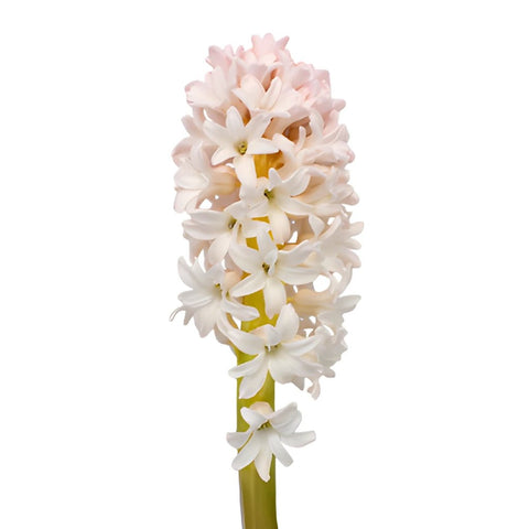Hyacinth Blush Flower