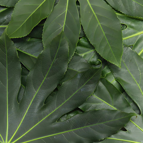 Wedding greenery aralia cut foliage leaves sold near me