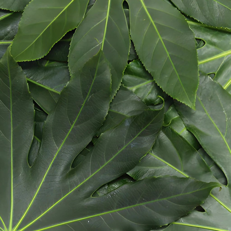Wedding greenery aralia cut foliage leaves sold near me