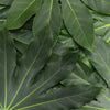 Aralia Cut Foliage Leaves