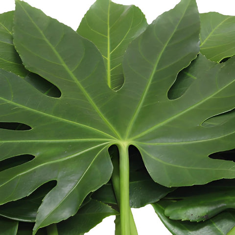 Fresh cut greens aralia foliage leaves grower's bunch
