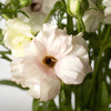 Butterfly Ranunculus Flower Blush