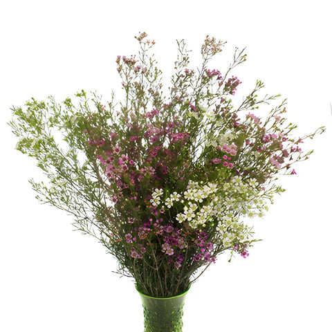 Assorted Bulk Wax Flower May 16th to November 30th Delivery