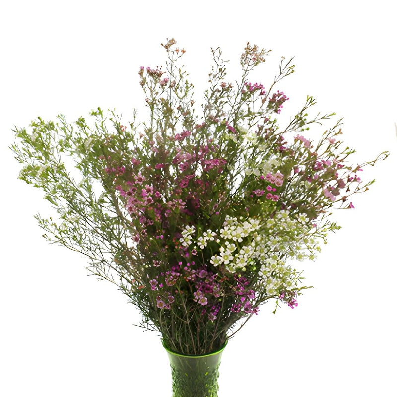 Assorted Bulk Wax Flower May 16th to November 30th Delivery