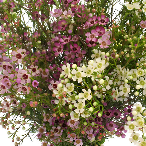 Assorted Bulk Wax Flower May 16th to November 30th Delivery