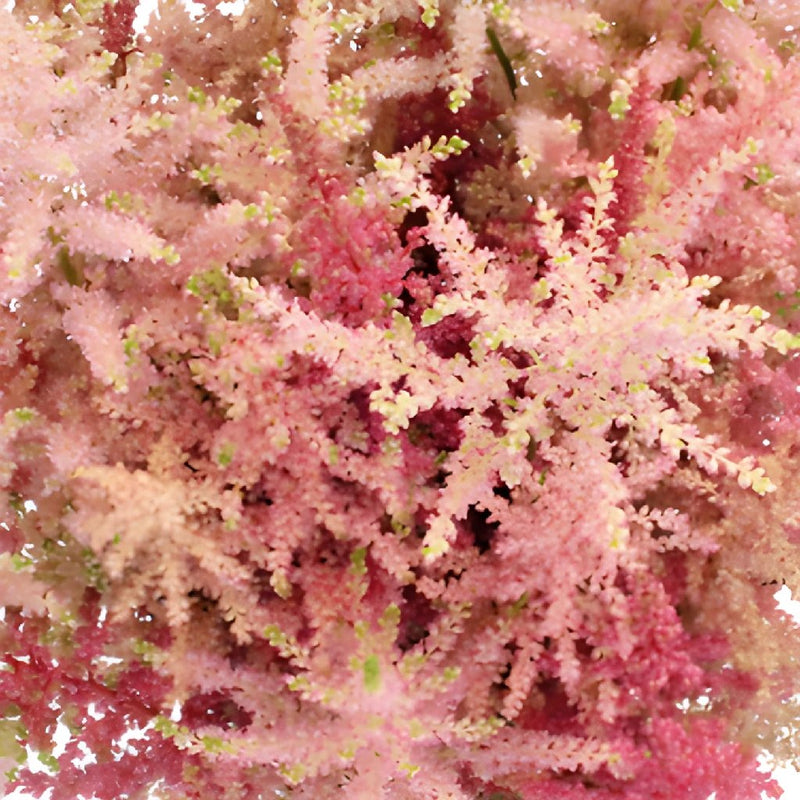 Hues of Pinks Astilbe Flowers May to October