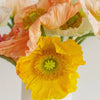 Assorted Poppy Pack