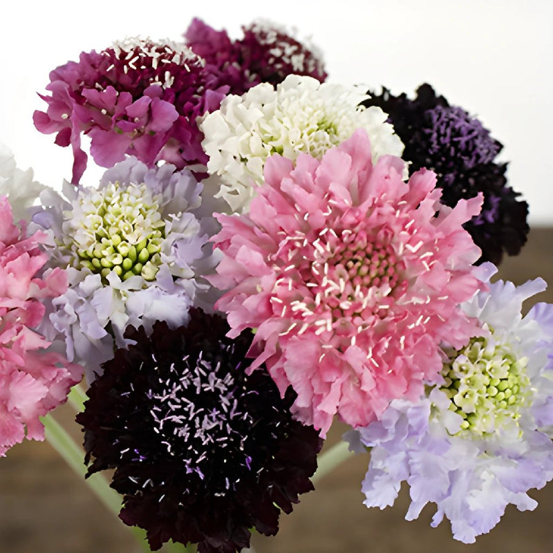 Assorted Farm Mix Scabiosa Flower