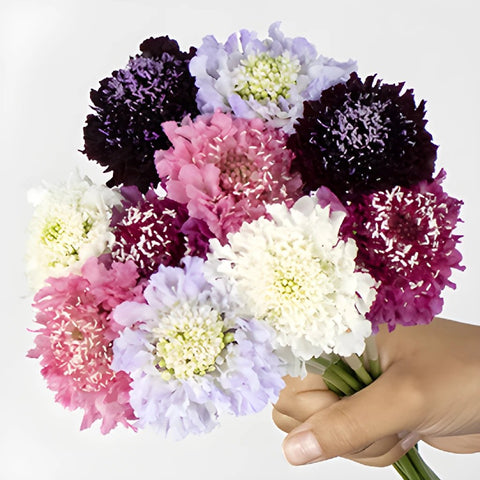 Assorted Farm Mix Scabiosa Flower