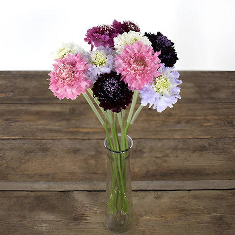 Assorted Farm Mix Scabiosa Flower