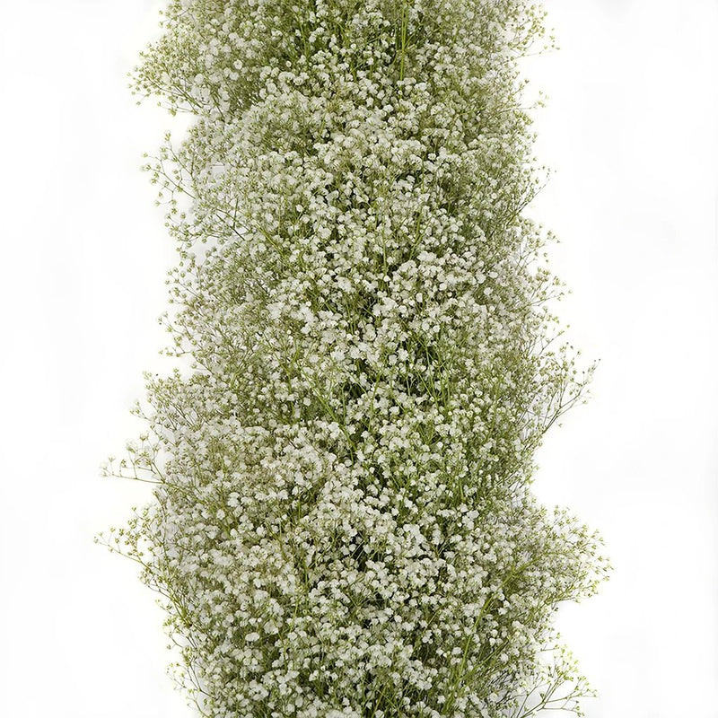 Baby Breath Garland Close up