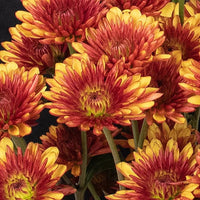 Bicolor Red and Yellow Poms Up Close